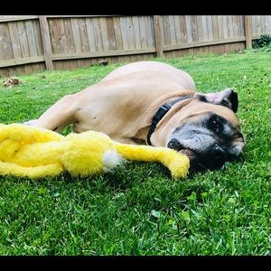 Meet your Posher, Elizabeth